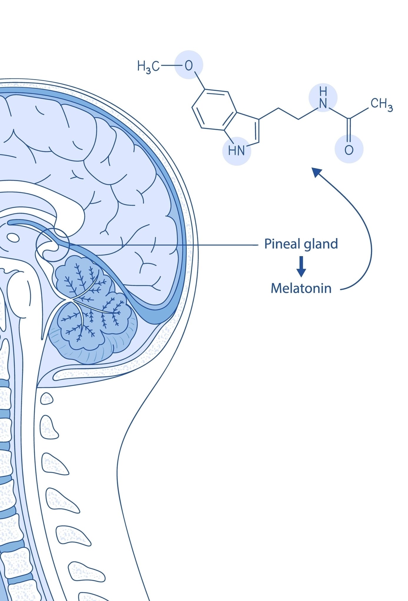 Brain dissection illustration highlighting the hormonal pathway from the pineal gland to melatonin release