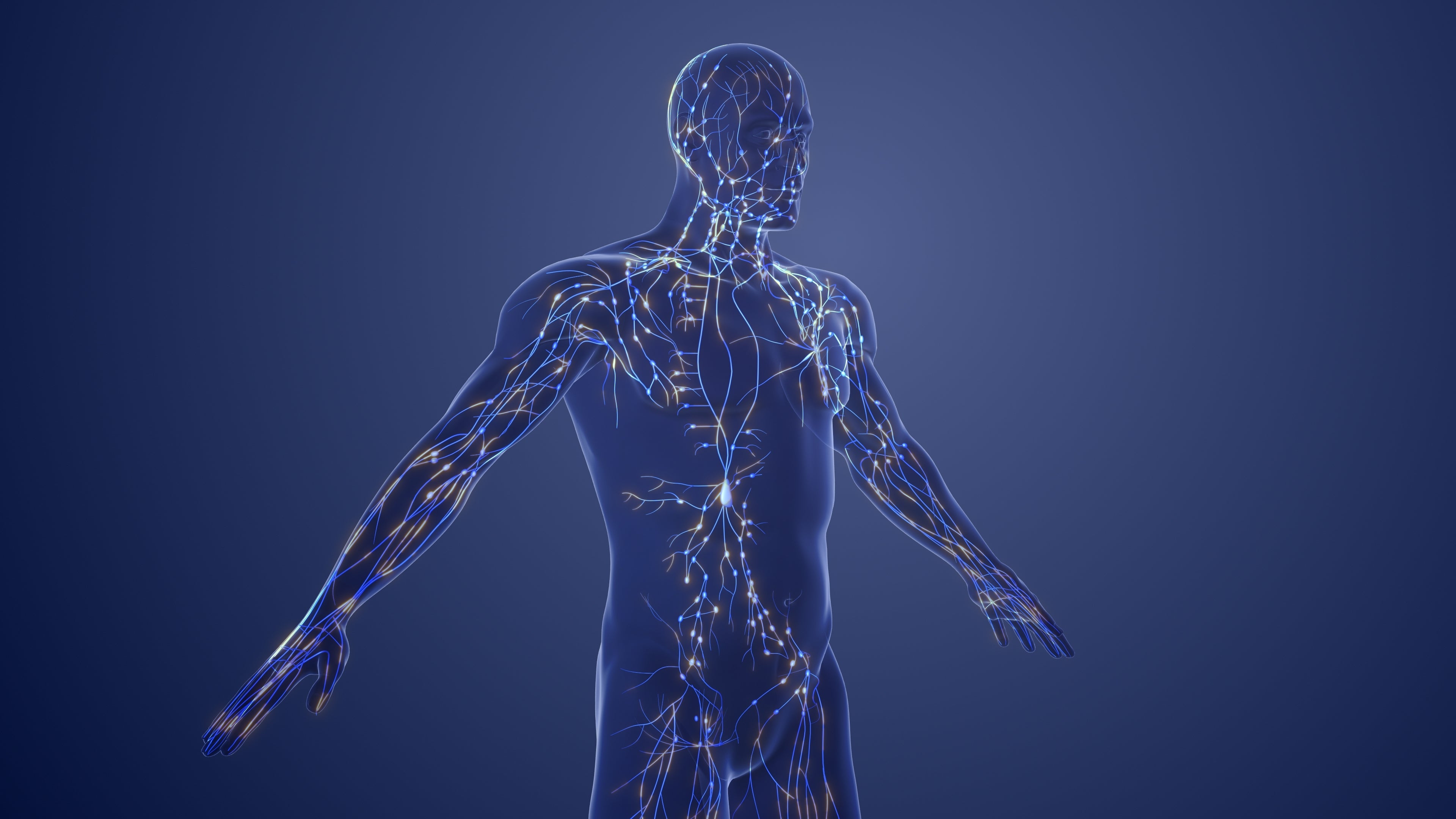 Illustration of the human nervous system including brain, spinal cord, and nerves.