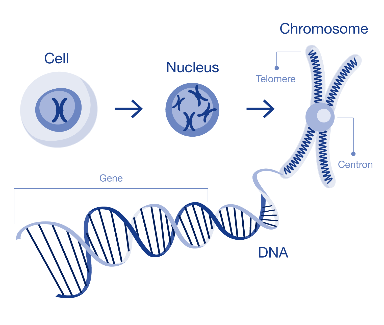 Infographic illustrating the process of genetic organization, showing DNA strands forming genes, which are packaged into chromosomes located within the cell nucleus