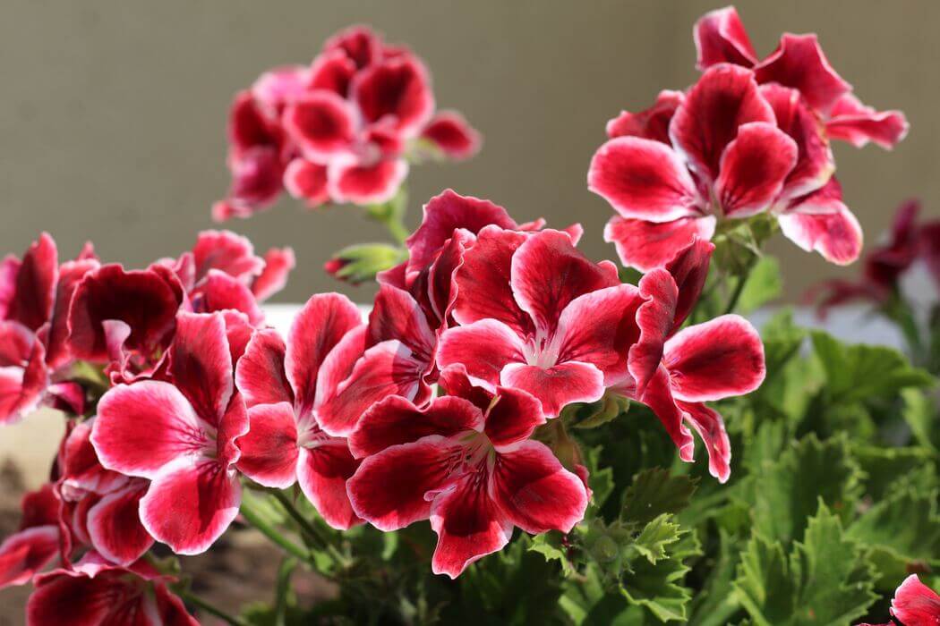 red and pink flower with leaves on the side of a pelargonium plant