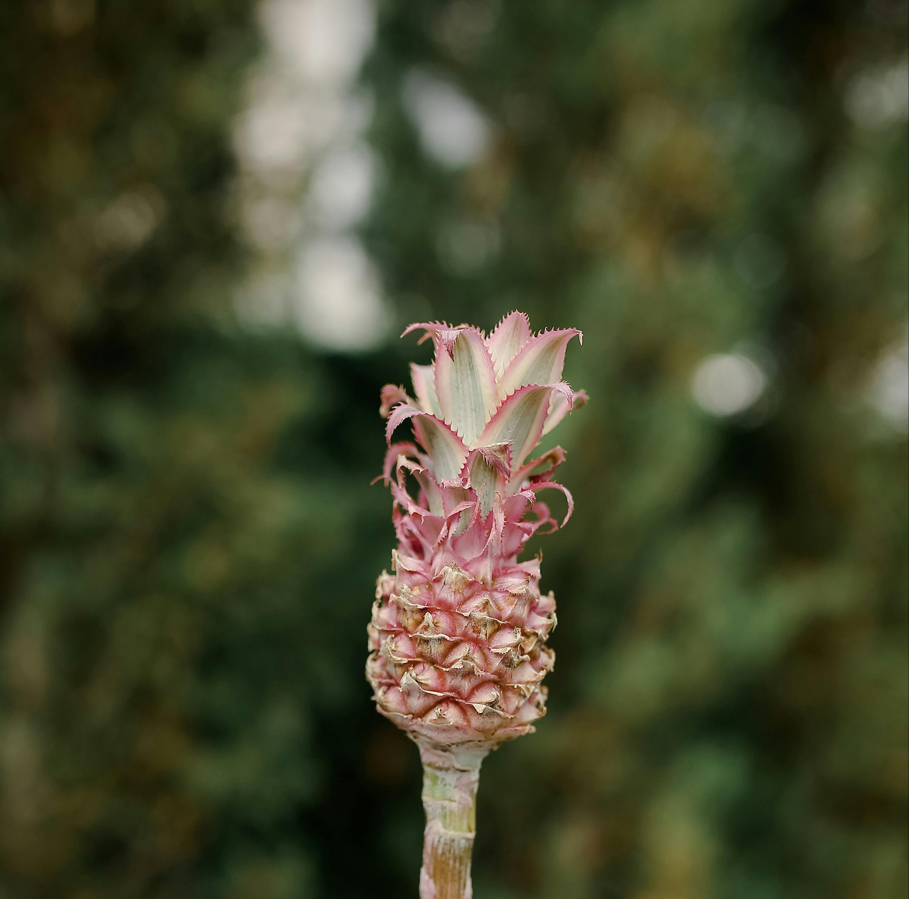 Image of a small under ripe pineapple with a long stem at the bottom