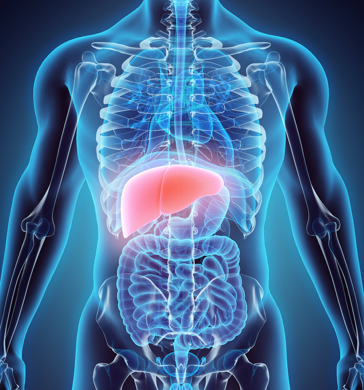 Xray of the human body highlighting the stomach