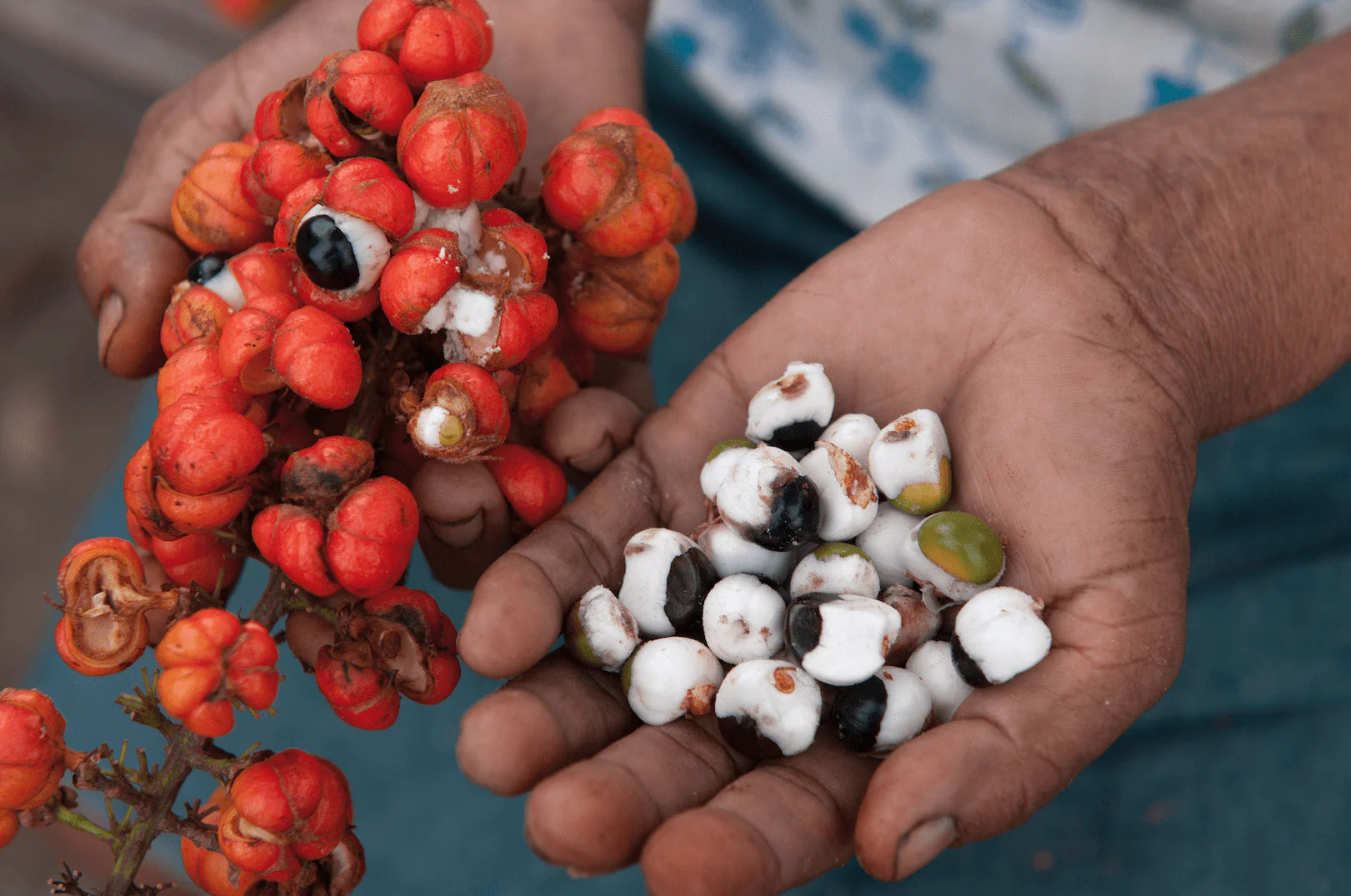 A hand holding guarana without its red shell, just the white pulp with black seed, another hand holding guarana fruit with red shell