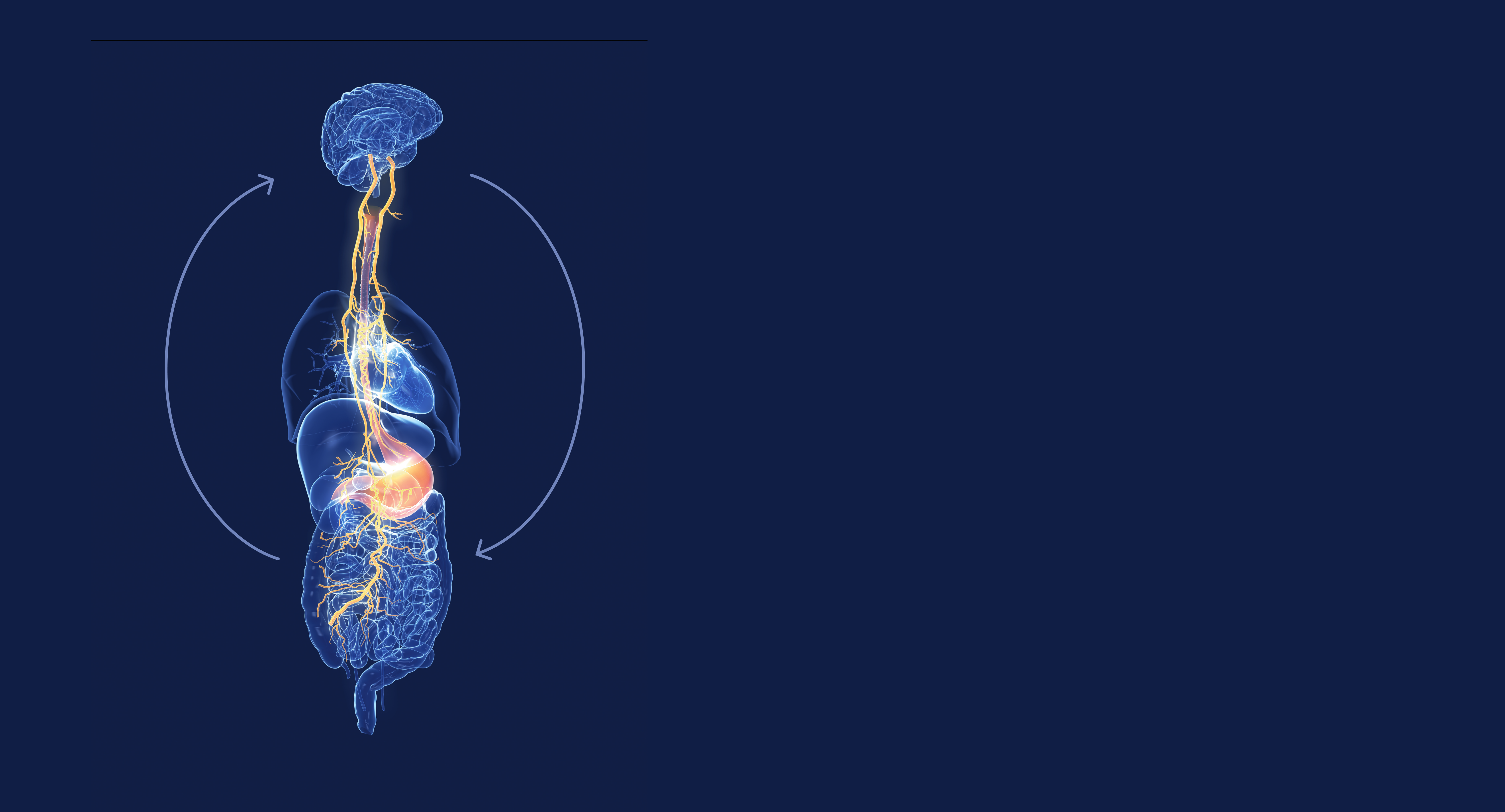Diagram of the gut and brain linked by the vagus nerve, highlighting two-way communication