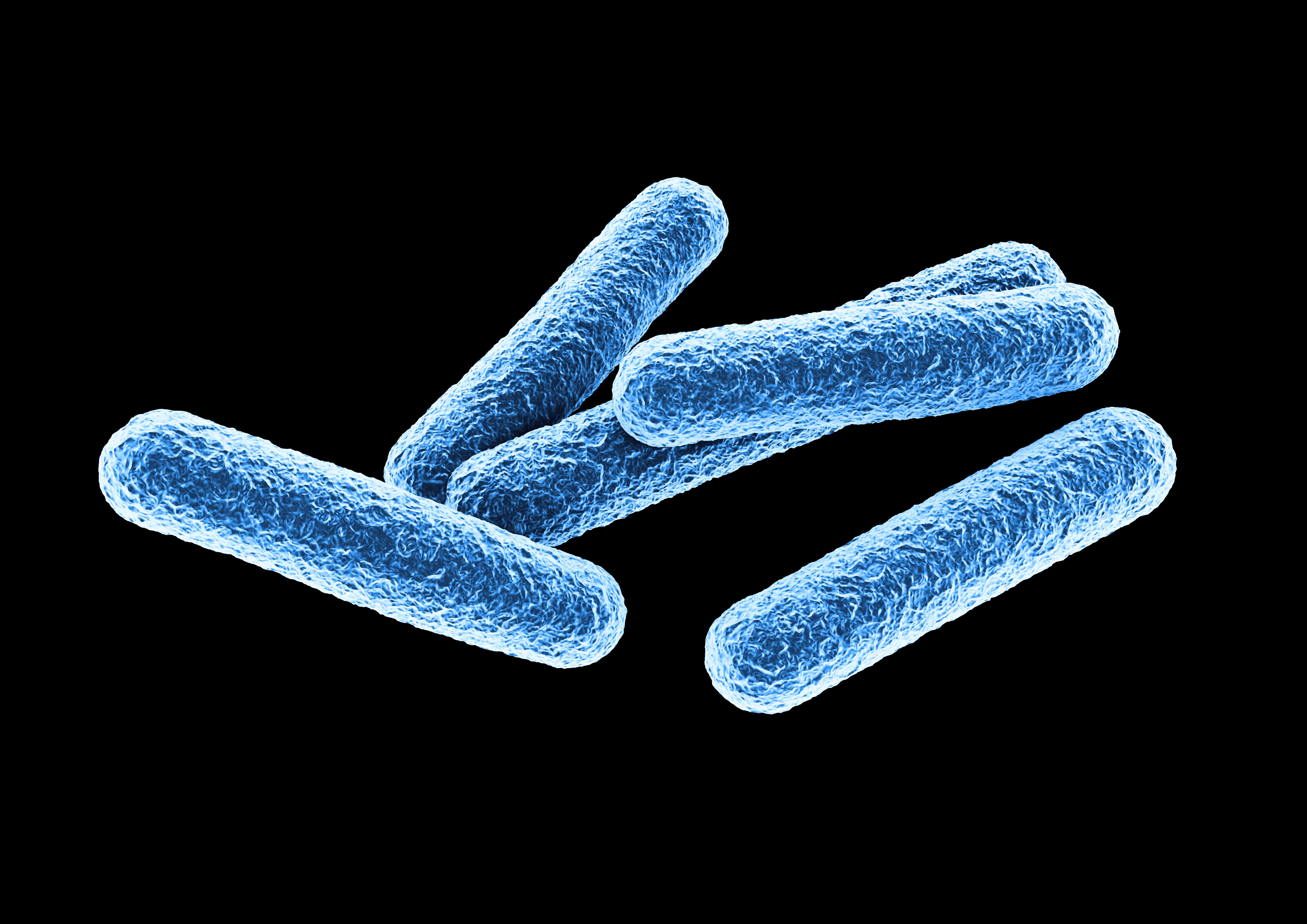 Blue bacteria cells on a black background
