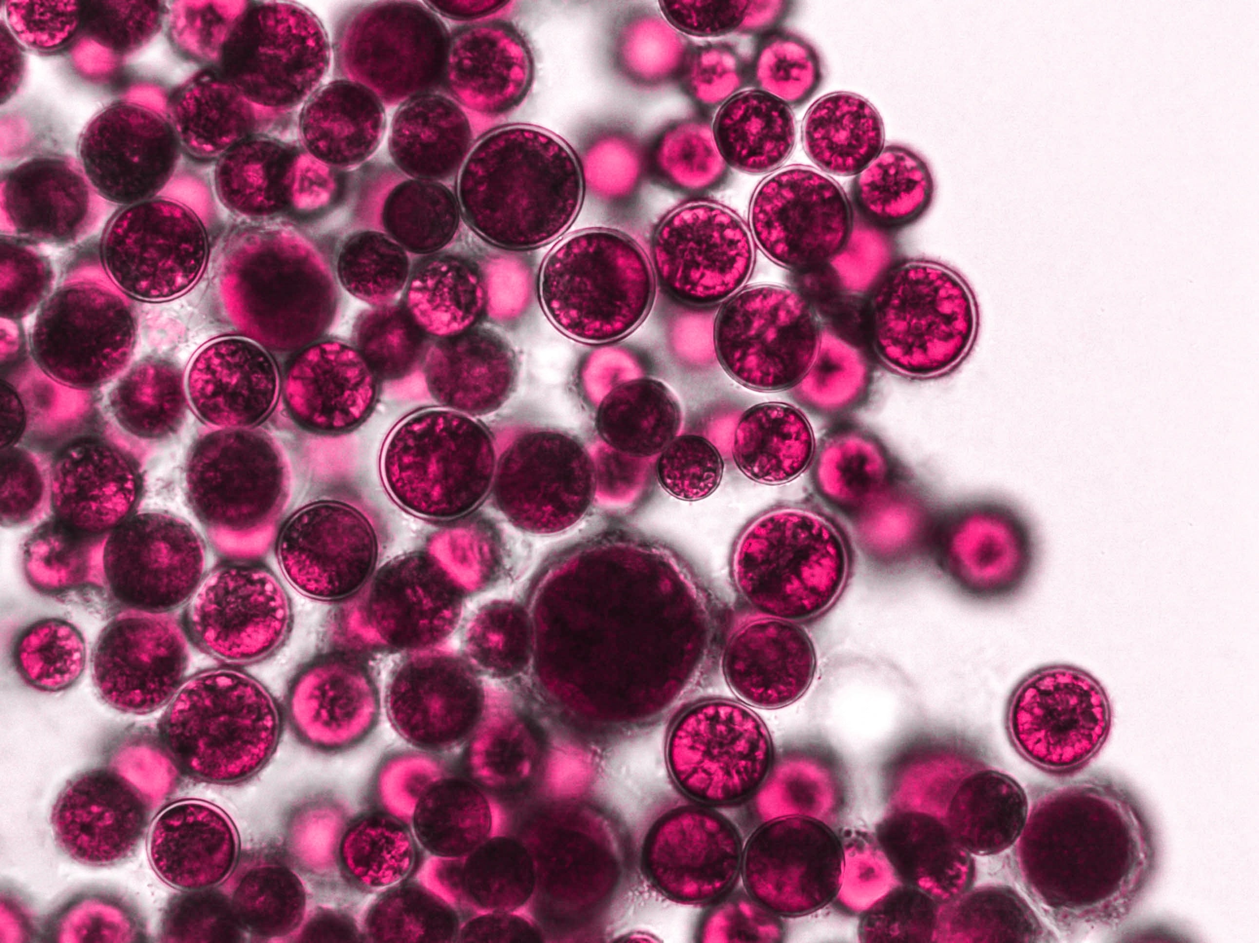 Image of microbiome cells under microscope