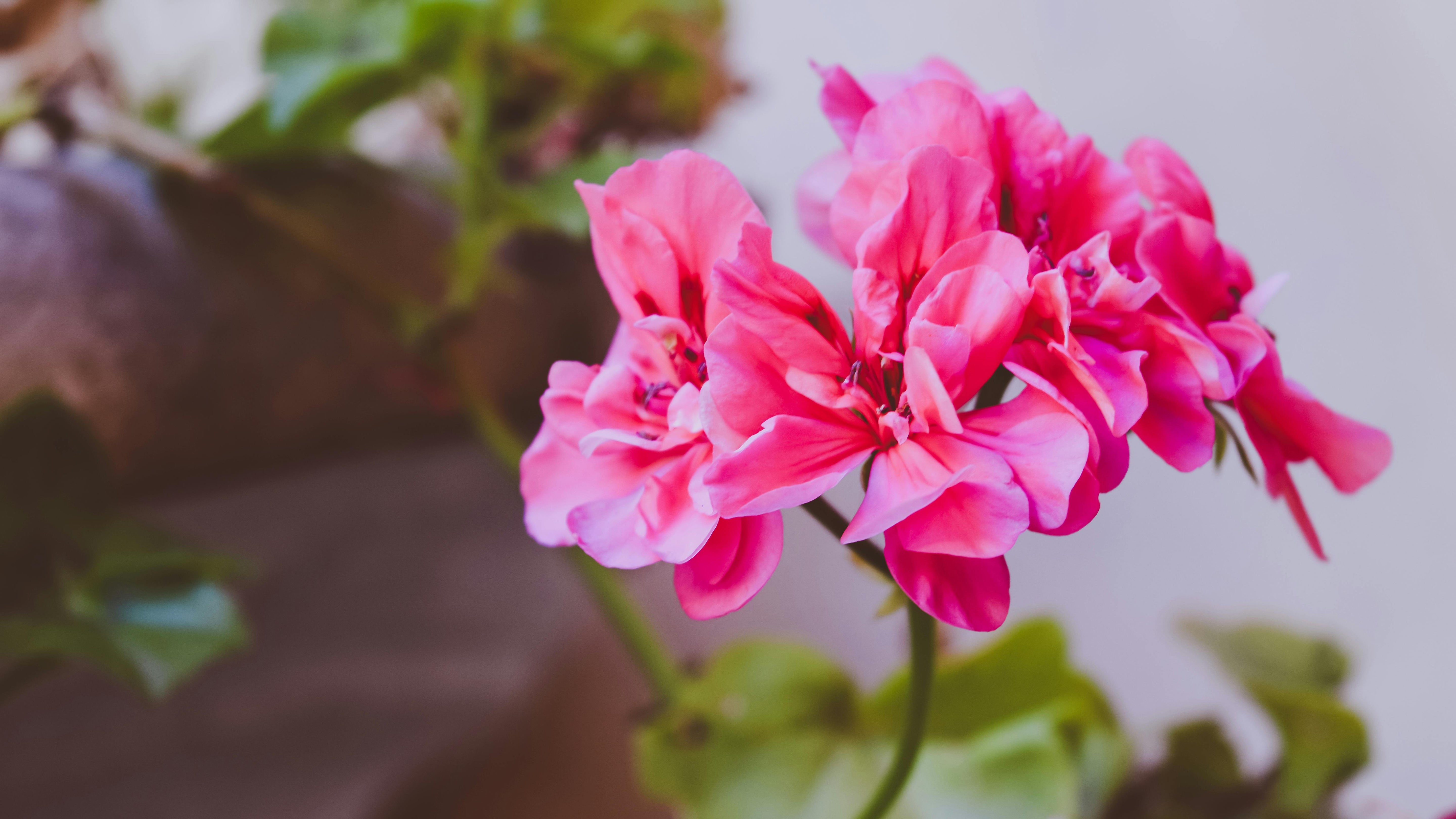 pink flower of a pelargonium plant