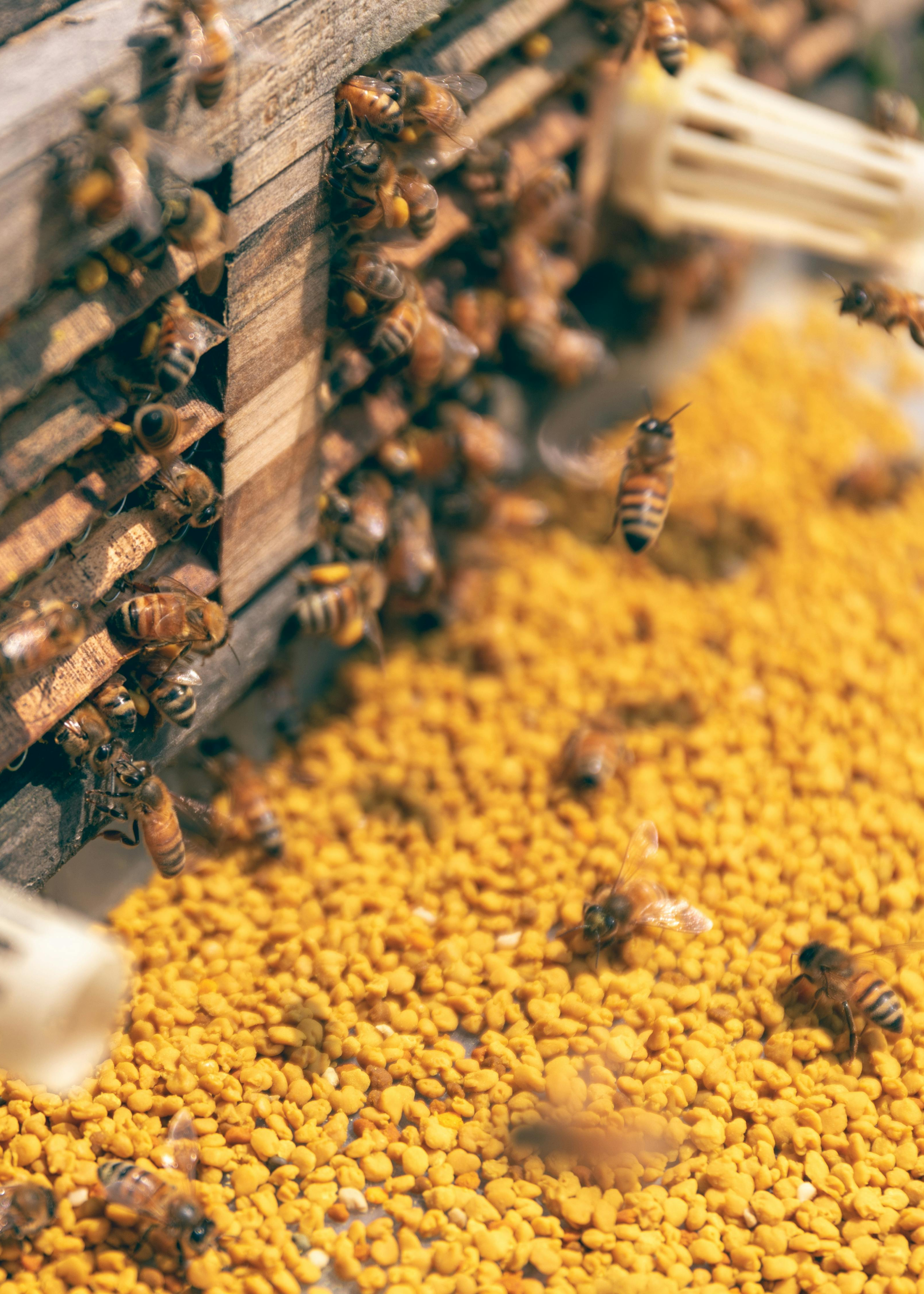 Bee inside a hive box with pollen visible, producing honey