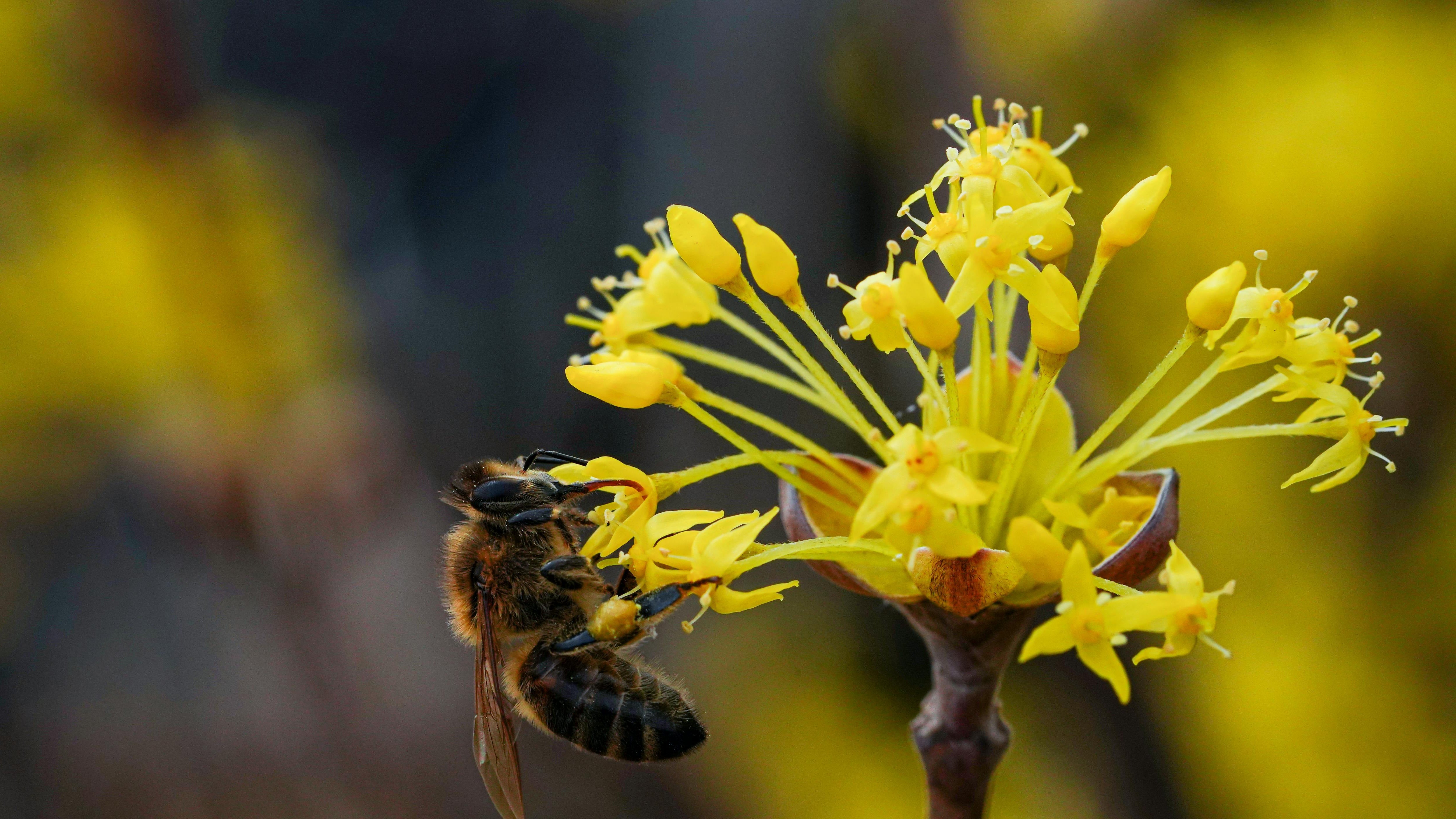 Close-up of a bee gathering pollen from a bright yellow flower