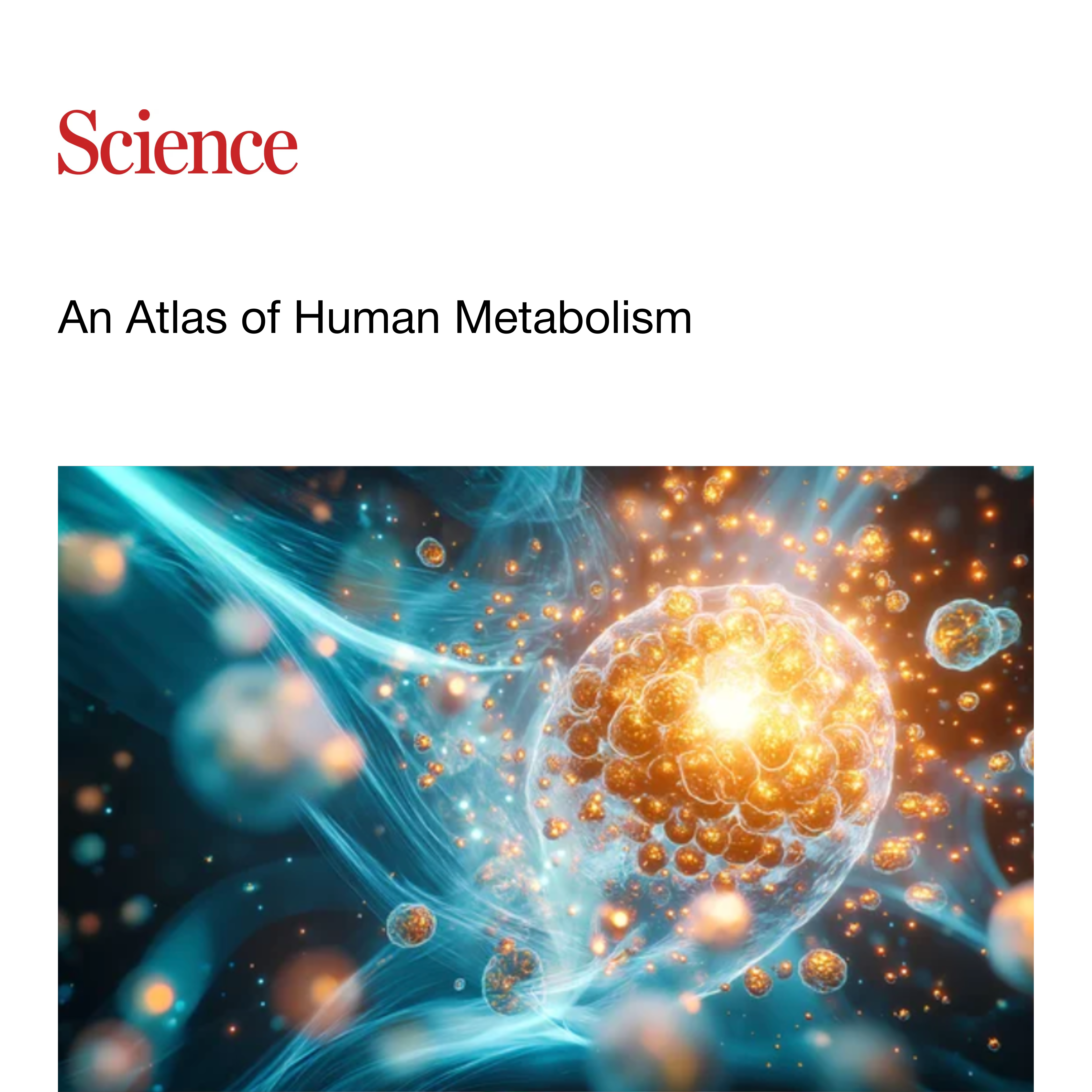 An atlas of human metabolism