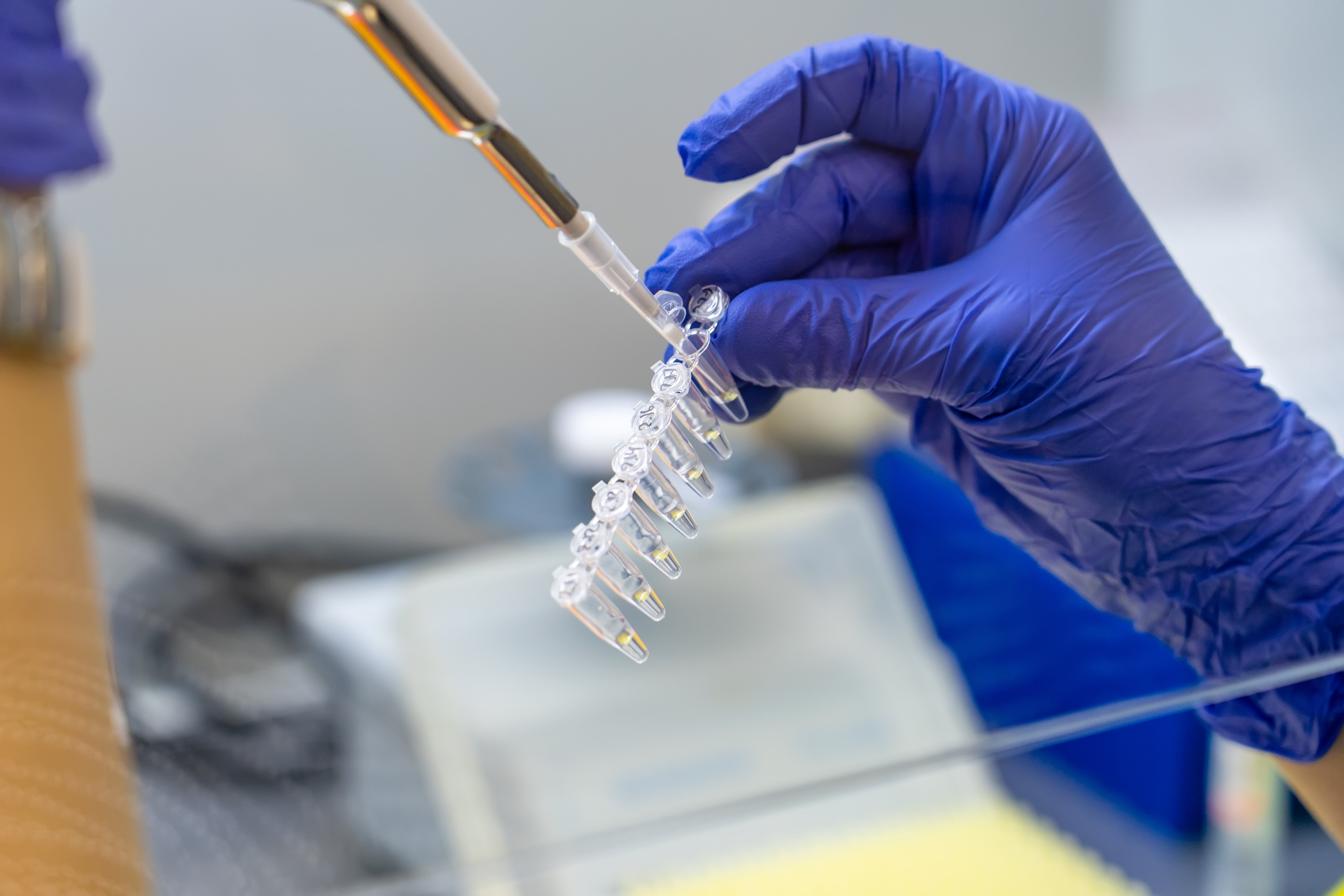 Laboratory technician wearing blue gloves inserting liquid into a test tube, performing genetic testing